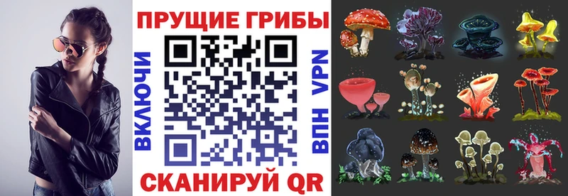 mega как зайти  Белая Холуница  Галлюциногенные грибы Psilocybine cubensis 